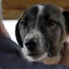 Köpekler sahiplerinin üzüntüsünü paylaşıyor Köpekler sahiplerinin üzüntüsünü paylaşıyor