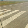 Piste çıkan köpekler uçağı pas geçirdi Piste çıkan köpekler uçağı pas geçirdi