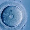Laboratuvar ortamında insan yumurtası büyütüldü