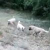 Çoban köpekleri ile yılan dövüşü kamerada |Video Çoban köpekleri ile yılan dövüşü kamerada |Video