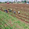Patates üreticisinde fiyat düşecek korkusu Patates üreticisinde fiyat düşecek korkusu