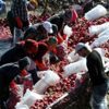 Turp üreticisinin yüzü gülüyor Turp üreticisinin yüzü gülüyor