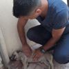 Otomobilde bırakılan köpek havasızlıktan öldü Otomobilde bırakılan köpek havasızlıktan öldü