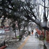 Meteoroloji'den 'Ağaç' uyarısı Meteoroloji'den 'Ağaç' uyarısı