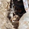 PKK'nin gömdüğü 12 bomba yıllar sonra bulundu