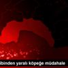 Sağlık ekibinden yaralı köpeğe müdahale Sağlık ekibinden yaralı köpeğe müdahale