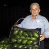 Antalya dan Rusya ya 35 bin avokado