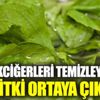 Akciğerleri temizleyen bitki ortaya çıktı Akciğerleri temizleyen bitki ortaya çıktı