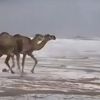 Çöl develerinin kar keyfi. İzlenme rekoru kırdı