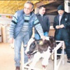 Doğuştan felçli buzağıya yürüteç Doğuştan felçli buzağıya yürüteç