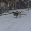 Kars beyaz gelinliğini giydi Kars beyaz gelinliğini giydi