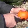 ANTALYA Çekirdeksiz mandalina Ertuğrul Bey ANTALYA Çekirdeksiz mandalina Ertuğrul Bey