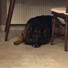 Köpeği silahla vurarak öldürdü! Köpeği silahla vurarak öldürdü!