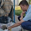 Bitkin düşen köpeği elleriyle besledi