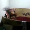 HOROZ DÖVÜŞTÜRENLERE BASKIN KAMERADA HOROZ DÖVÜŞTÜRENLERE BASKIN KAMERADA