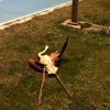 Flamingoların ölüm nedeni araştırılıyor Flamingoların ölüm nedeni araştırılıyor