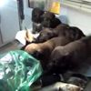 Yavruları, tüfekle vurulan av köpeğinin başından ayrılmadı Yavruları, tüfekle vurulan av köpeğinin başından ayrılmadı