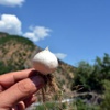 Tunceli sarımsağına dokunan yanacak! Tunceli sarımsağına dokunan yanacak!