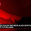 3 ÜNCÜ KEZ KAÇAK MAYMUN ALAN SOSYAL MEDYA FENOMENİ ...