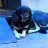 Taksim de aynı köpek yine ısırdı Taksim de aynı köpek yine ısırdı