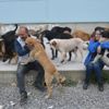 Sokak hayvanlarına sahip çıkıyorlar Sokak hayvanlarına sahip çıkıyorlar
