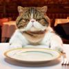 İngiltere'de kedi maması krizi İngiltere'de kedi maması krizi
