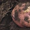 Mars'a yakın koşullarda patates yetiştirildi