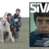 ‘Sivas’ Altın Küre yolunda ‘Sivas’ Altın Küre yolunda