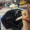 Çarptığı köpeği veterinere götürdü