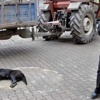 Zehirlenen köpek can çekişti, belediye seyretti Zehirlenen köpek can çekişti, belediye seyretti