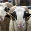 Bu kurbanlıklar haram Bu kurbanlıklar haram