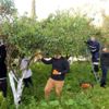 Belediyenin mandalinaları kurutulmuş olarak geri gelecek