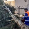 Adana da fırtına ağaçları kökünden söktü