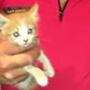 Apartman boşluğuna düşen kedi kurtarıldı Apartman boşluğuna düşen kedi kurtarıldı