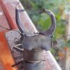 Adana'da nesli tükenmekte olan geyik böceği görüldü