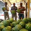 Köylerde üretilen karpuz tezgahlarda yerini aldı Köylerde üretilen karpuz tezgahlarda yerini aldı