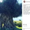 Ertuğrul Günay'dan 'zeytin ağacı' mesajı