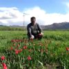 Baharın müjdecisi laleler büyülüyor Baharın müjdecisi laleler büyülüyor