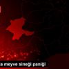 Malatya da meyve sineği paniği Malatya da meyve sineği paniği