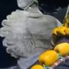 Balıkçıların ağlarına takılınca gözlerine inanamadılar. Saliseler içinde tekrar denize bıraktılar