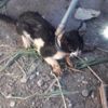 İtfaiyecilerin kedi mesaisi İtfaiyecilerin kedi mesaisi
