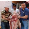 400 Kiloluk Köpek Balığı Yakalandı