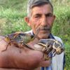 Hakkari de çekirge istilası
