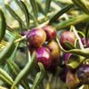 Zeytin yaprağında diyabete ilaç umudu Zeytin yaprağında diyabete ilaç umudu