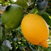 Limon fiyatları el yakıyor Limon fiyatları el yakıyor