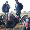 Satılık hindi bulamayınca kendi işini kurdu Satılık hindi bulamayınca kendi işini kurdu