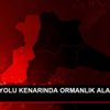 TEM OTOYOLU KENARINDA ORMANLIK ALANDA YANGIN TEM OTOYOLU KENARINDA ORMANLIK ALANDA YANGIN