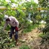 ANTALYA GEÇİMİNİ PAPAYADAN SAĞLIYOR