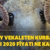 Kızılay vekaleten kurbanlık bağışı 2020 fiyatı ne kadar? Kızılay vekaleten kurbanlık bağışı 2020 fiyatı ne kadar?