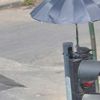 İzmir'de kumruya şemsiyeli koruma İzmir'de kumruya şemsiyeli koruma